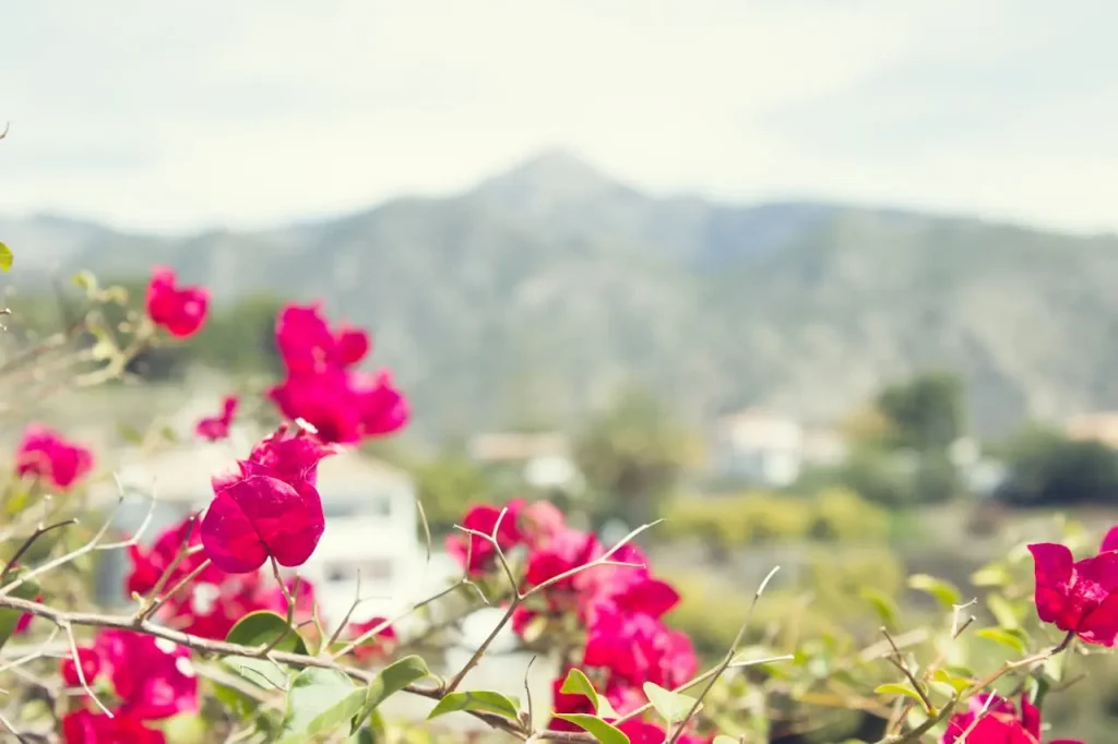 Estção do ano em portugal: Flores de primavera